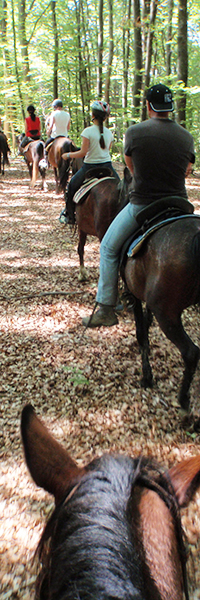 leisure-riding-equestrian-facilities-box-1-4641.jpg